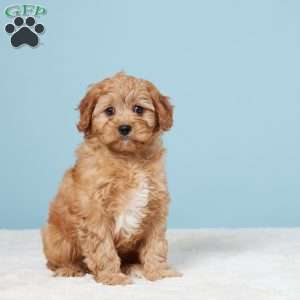 Mindy, Cavapoo Puppy